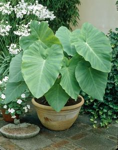 a potted plant with large green leaves sitting on a stone walkway next to white flowers