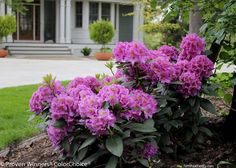 purple flowers are blooming in front of a house