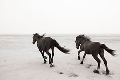 two horses are running in the snow together