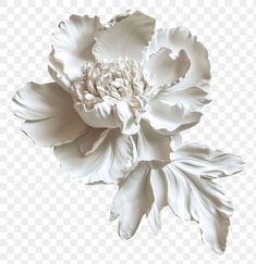 a white flower on a transparent background