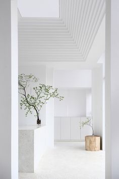 a bonsai tree in the middle of a white room