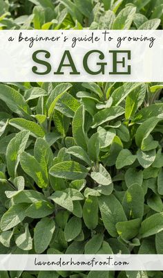 how to grow the herb sage, a guide perfect for beginner gardeners. Growing Sage In Containers, Sage Companion Planting, Harvesting Sage, Sage Images, Garden Grimoire, Holistic Gardening, Herbal Monographs, Grow Sage, Texas Homestead