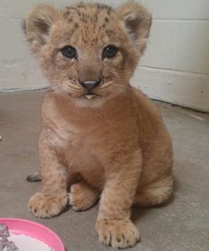 a young lion cub sitting next to a pink bowl and toy mouse on the floor