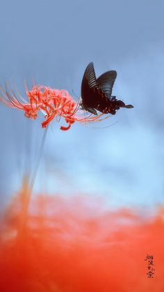 a black butterfly sitting on top of a red flower in front of a blue sky