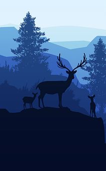 two deer standing on top of a hill next to trees