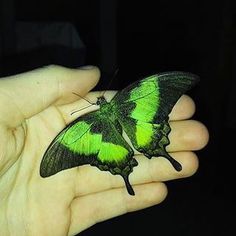 a person holding a green butterfly in their hand