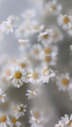 white and yellow daisies are floating in the air on a gray background with light reflections