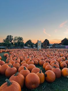 a large field full of pumpkins sitting in the grass