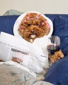 a dog is sitting on a couch with a towel over it's head and reading a newspaper