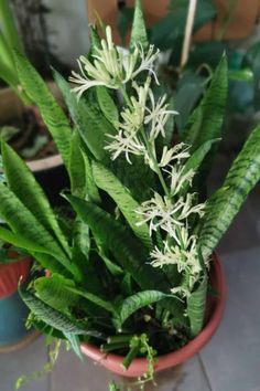 Snake Plant Flowering: Small Indoor Plant in Bloom Plant Tips And Tricks, Small Trellis, Small Indoor Plants, Plant Tips, Amaryllis Bulbs, Snake Plants, Plants And Gardening, Indoor Gardening