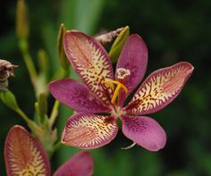 an orchid with yellow and red stripes on it's flower head is in the foreground