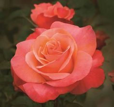 an orange and pink rose is blooming in the garden with green leaves on it