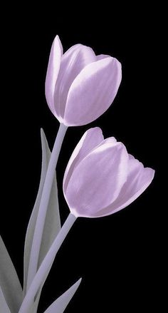 three purple tulips on a black background metal print