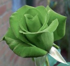 a single green rose in front of a brick wall