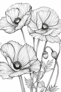 black and white drawing of three poppies