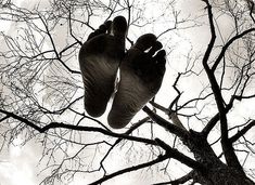 a pair of feet hanging off the side of a leafless tree in black and white