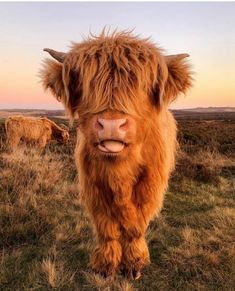 a brown cow with long hair standing on top of a grass covered field