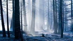 a forest filled with lots of trees covered in fog