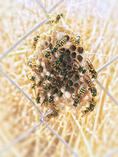 a bunch of bees that are sitting in the grass