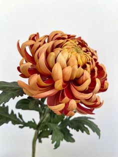 an orange and red flower with green leaves