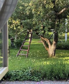 a tree that is next to a ladder