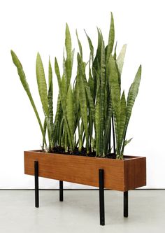 a wooden planter filled with lots of green plants