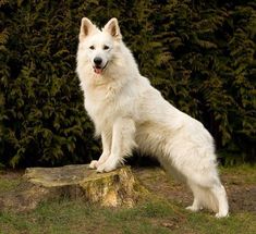 a large white dog standing on top of a tree stump in front of some bushes