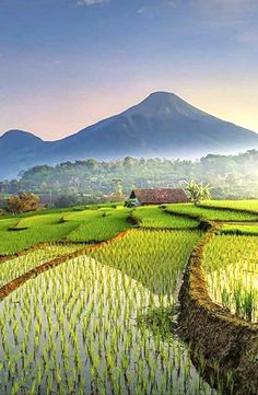 a rice field with mountains in the background and green grass growing on both sides, surrounded by water