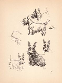 an old drawing of dogs and puppies