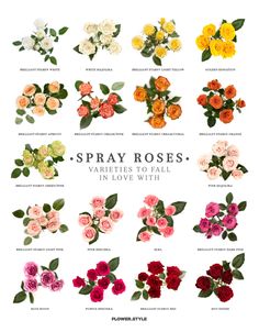 the different types of flowers are shown in this poster, which includes roses and leaves