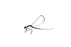 a black and white drawing of a mosquito