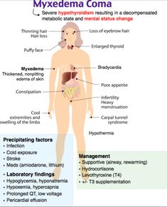 the anatomy of the human body and its major organs, including the livers, lungs,