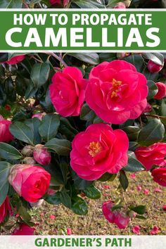 red flowers with green leaves and the words how to propagate camellias