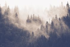 black and white photograph of trees in the fog