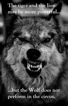 a wolf with its mouth open and the words how i feel after a workout on it