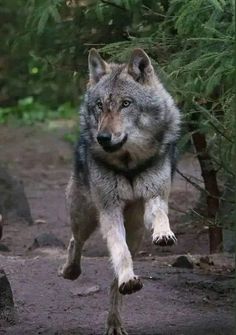 a wolf is running through the woods