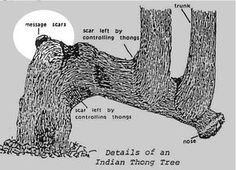 Indian Trees, Trail Markers, Trail Of Tears