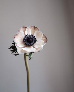 a white and black flower in a vase