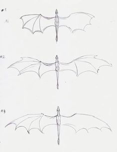 three different types of bat wings drawn in pencil on white paper with numbers below them