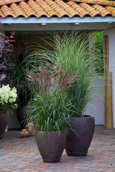 three large potted plants in front of a house