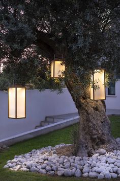 an olive tree is lit up by two lamps on the side of a house's wall