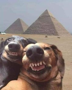 two dogs that are laying down in front of the pyramids with their mouths open