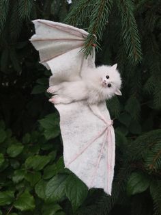 a white bat hanging from a tree branch