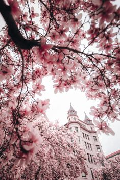 pink flowers are blooming on the branches of trees in front of a tall building