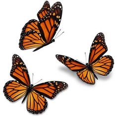 three orange butterflies flying in the air on a white background stock photo and royalty images