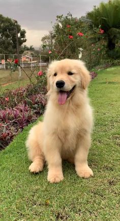 a golden retriever puppy sitting in the grass with its tongue hanging out and looking at the camera