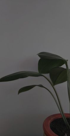 a potted plant with green leaves in it on a table next to a white wall