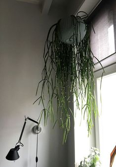 a green plant hanging from the side of a white wall next to a lamp and window