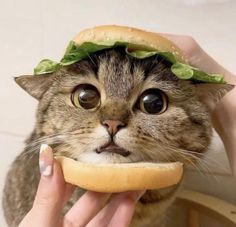 a cat is eating a hamburger with lettuce on it's head while being held up to its face