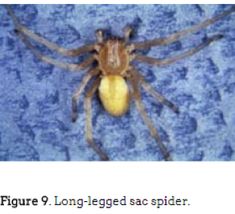 a brown spider sitting on top of a blue surface